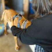 まお ただいま‼️ 東京巨乳デリヘル おっぱいマート