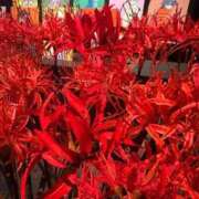 ヒメ日記 2025/10/27 16:04 投稿 苺　ぷりん マーベリック横浜