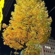 ヒメ日記 2025/11/16 16:14 投稿 苺　ぷりん マーベリック横浜