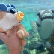 ヒメ日記 2025/12/24 03:12 投稿 苺　ぷりん マーベリック横浜