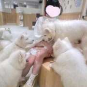 ヒメ日記 2026/02/13 17:04 投稿 苺　ぷりん マーベリック横浜