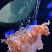 ヒメ日記 2026/03/05 18:15 投稿 苺　ぷりん マーベリック横浜