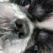 ヒメ日記 2025/10/18 23:16 投稿 こむぎ 熟女の風俗最終章 本厚木店