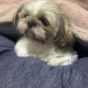 ヒメ日記 2025/10/30 23:46 投稿 こむぎ 熟女の風俗最終章 本厚木店