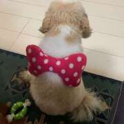 ヒメ日記 2025/11/01 00:21 投稿 こむぎ 熟女の風俗最終章 本厚木店