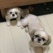 ヒメ日記 2025/12/10 04:11 投稿 こむぎ 熟女の風俗最終章 本厚木店