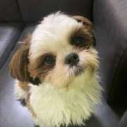 こむぎ こむぎです 熟女の風俗最終章 本厚木店