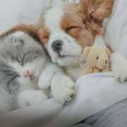 ヒメ日記 2026/03/26 22:51 投稿 こむぎ 熟女の風俗最終章 本厚木店