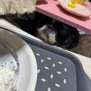 ヒメ日記 2026/04/19 00:51 投稿 こむぎ 熟女の風俗最終章 本厚木店