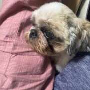 ヒメ日記 2026/04/23 01:31 投稿 こむぎ 熟女の風俗最終章 本厚木店