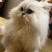 ヒメ日記 2026/02/22 15:06 投稿 ゆめ 吉原ファーストレディ