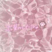 地元産/そら 🐈 💗 PREMIUMー萌ー