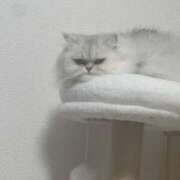 ヒメ日記 2025/11/09 03:43 投稿 144cmグッド最小「ちいちゃん GOOD-グッド-