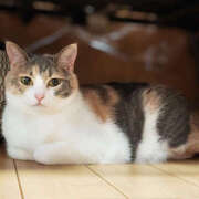 はるね きてー ドリーム水戸