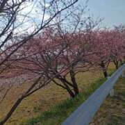 ヒメ日記 2026/02/22 11:49 投稿 さくら ハイ・チュッ