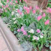 ヒメ日記 2026/01/29 12:36 投稿 音無あん 夜這い専門 発情する奥様たち梅田店