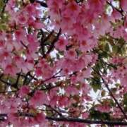 ヒメ日記 2026/03/30 17:07 投稿 音無あん 夜這い専門 発情する奥様たち梅田店