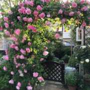 ヒメ日記 2026/01/16 22:16 投稿 目黒 熟女の風俗最終章　鶯谷店