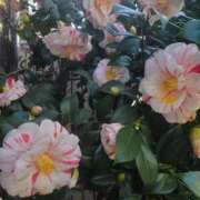 ヒメ日記 2026/01/23 18:16 投稿 目黒 熟女の風俗最終章　鶯谷店