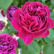 ヒメ日記 2026/01/28 09:56 投稿 目黒 熟女の風俗最終章　鶯谷店