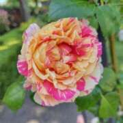 ヒメ日記 2026/01/28 13:36 投稿 目黒 熟女の風俗最終章　鶯谷店