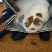 ヒメ日記 2025/08/31 12:55 投稿 あおい おいらん(池袋)