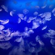 ヒメ日記 2025/09/12 19:18 投稿 あおい おいらん(池袋)