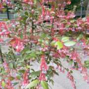 ヒメ日記 2025/09/23 18:16 投稿 あおい おいらん(池袋)