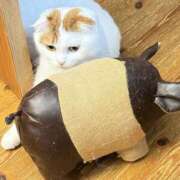 ヒメ日記 2025/10/02 13:07 投稿 あおい おいらん(池袋)