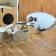 ヒメ日記 2025/10/20 12:00 投稿 あおい おいらん(池袋)