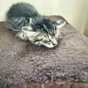 ヒメ日記 2025/11/18 14:01 投稿 あおい おいらん(池袋)