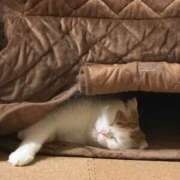 ヒメ日記 2026/04/10 22:40 投稿 あおい おいらん(池袋)