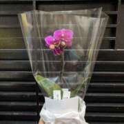 ヒメ日記 2026/02/12 02:15 投稿 しおん☆ 粋美　suibi