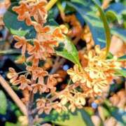 ヒメ日記 2025/10/09 18:56 投稿 あんこ【業界未経験】 茨城水戸ちゃんこ