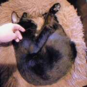 ヒメ日記 2025/11/13 07:45 投稿 あんこ【業界未経験】 茨城水戸ちゃんこ