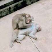 ヒメ日記 2025/11/27 16:05 投稿 あんこ【業界未経験】 茨城水戸ちゃんこ