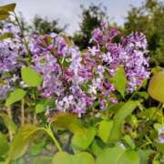 ヒメ日記 2025/12/17 12:55 投稿 あんこ【業界未経験】 茨城水戸ちゃんこ