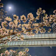 ヒメ日記 2026/03/28 23:17 投稿 愛川すずね ワイフの楽園