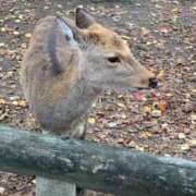 ヒメ日記 2025/09/16 14:30 投稿 ココ Aroma De Pari（アロマ・デ・パリ）