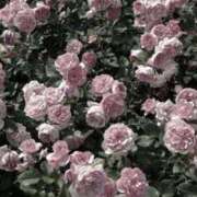 ヒメ日記 2025/09/20 22:29 投稿 ココ Aroma De Pari（アロマ・デ・パリ）