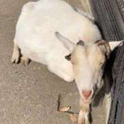 ヒメ日記 2025/11/08 14:10 投稿 心花【コノハ】 輝女