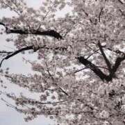 ヒメ日記 2026/04/05 14:56 投稿 心花【コノハ】 輝女