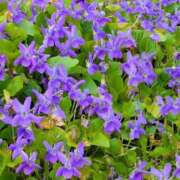 ヒメ日記 2026/03/28 14:34 投稿 ラム ソープランドMAX‐マックス-