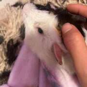 ヒメ日記 2025/12/07 07:33 投稿 セイラ ニューグランド