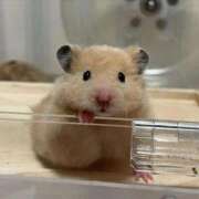 ヒメ日記 2025/12/17 19:53 投稿 セイラ ニューグランド