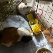 ヒメ日記 2026/01/09 05:03 投稿 セイラ ニューグランド