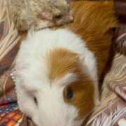 ヒメ日記 2026/01/19 03:43 投稿 セイラ ニューグランド