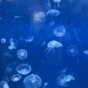 ヒメ日記 2025/09/10 16:04 投稿 カリン Club 妻