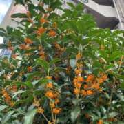 ヒメ日記 2025/10/27 10:03 投稿 カリン Club 妻