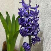 ヒメ日記 2026/01/29 11:45 投稿 カリン Club 妻